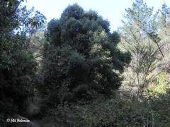 Laurelia sempervirens