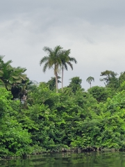 Roystonea dunlapiana