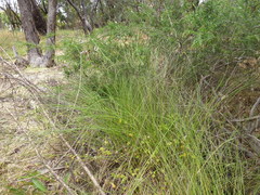 Carex tereticaulis