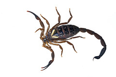 Centruroides limbatus