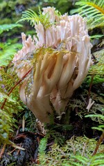 Ramaria acrisiccescens