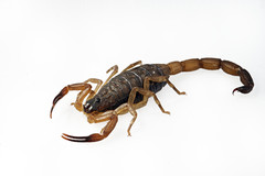 Centruroides limbatus