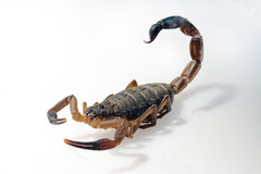 Centruroides limbatus