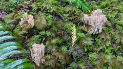 Ramaria acrisiccescens