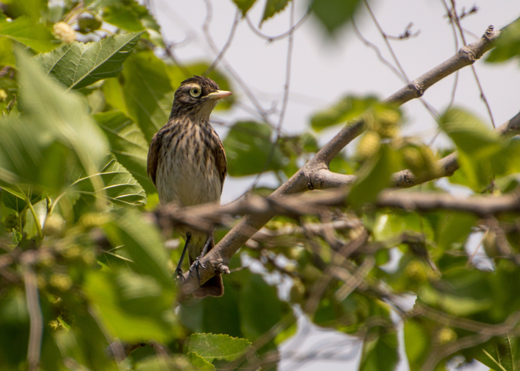 Spectacled Tyrant