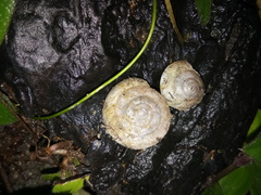 Hemiplecta cymatium