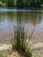 Juncus effusus solutus