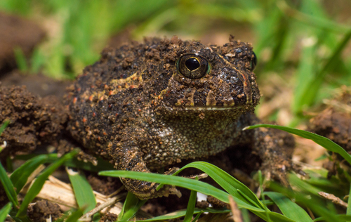 Odontophrynus asper