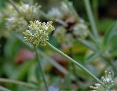 Gomphrena perennis