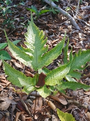 Image of Tectaria heracleifolia