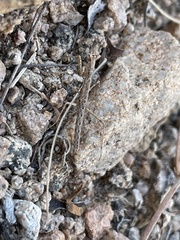 Litaneutria ocularis