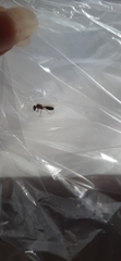 Solenopsis