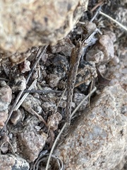 Litaneutria ocularis