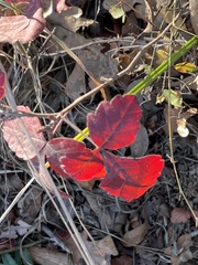 Rhus aromatica aromatica