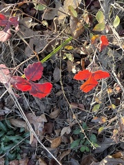 Rhus aromatica aromatica
