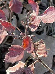 Rhus aromatica aromatica