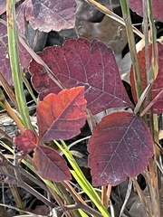 Rhus aromatica aromatica