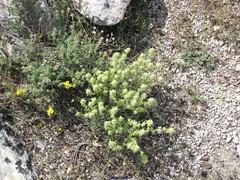 Thymus baeticus