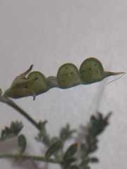 Adesmia pseudogrisea