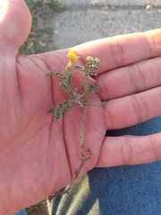 Adesmia pseudogrisea