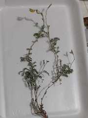 Adesmia pseudogrisea