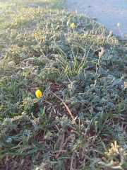 Adesmia pseudogrisea