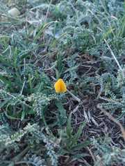 Adesmia pseudogrisea