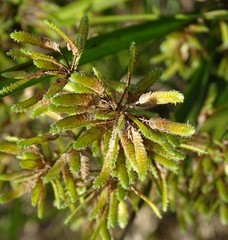 Cyperus ochraceus