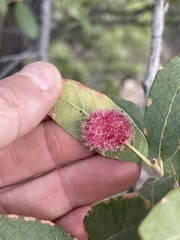 Cynips quercusnubila