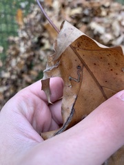 Stigmella quercipulchella