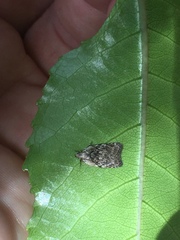 Phaeosaces compsotypa