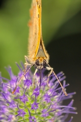 Lycaena phlaeas