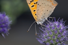 Lycaena phlaeas