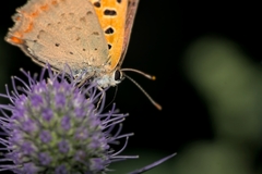 Lycaena phlaeas