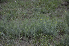 Euphorbia virgata