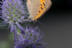 Lycaena phlaeas