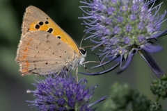 Lycaena phlaeas