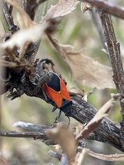 Melanopleurus belfragei