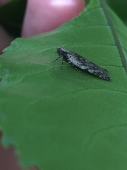 Phaeosaces compsotypa