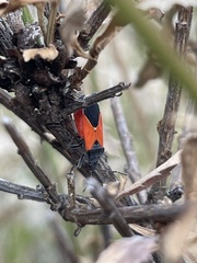 Melanopleurus belfragei