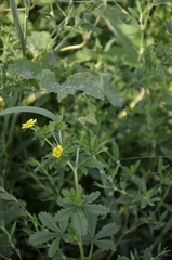Potentilla intermedia