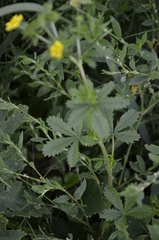 Potentilla intermedia