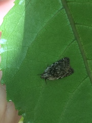 Phaeosaces compsotypa