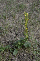 Verbascum nigrum