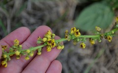 Verbascum nigrum