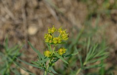 Euphorbia virgata