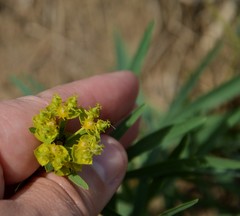 Euphorbia virgata
