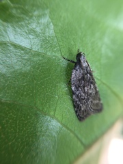 Phaeosaces compsotypa