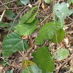 Byttneria grandifolia