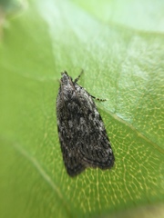 Phaeosaces compsotypa